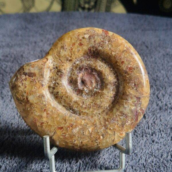AMMONITE
