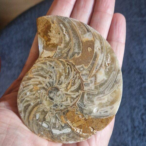 AMMONITE sciée