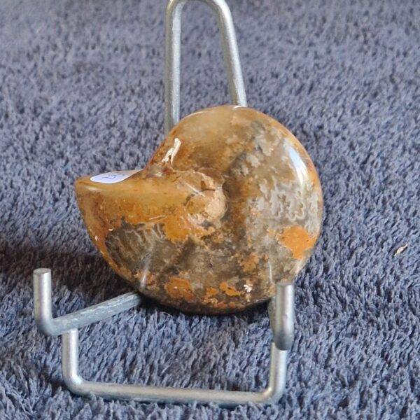 AMMONITE
