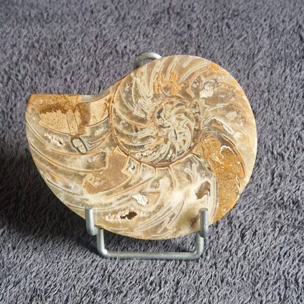 AMMONITE sciée