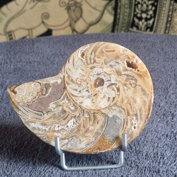 AMMONITE sciée