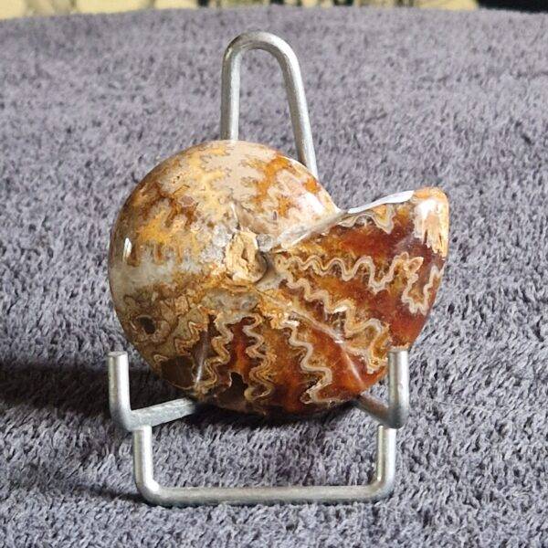 AMMONITE