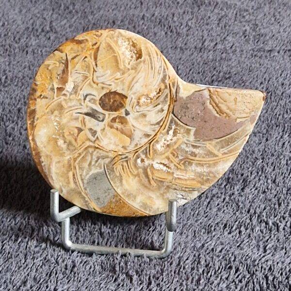 AMMONITE sciée